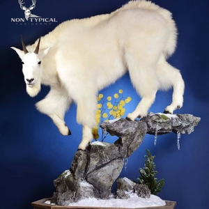 Mountain Goat, downward climb off of rocks, left turn, right foot suspended - Lifesize floor pedestal w/habitat 